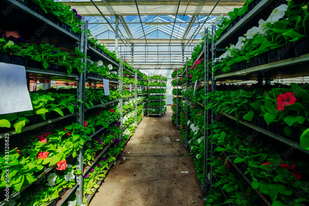 Growing of flower seedlings on shelves in greenhouse Growing of flower seedlings on shelves in greenhouse
