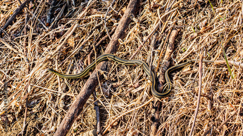 Garter snake in the grass