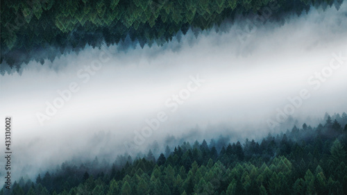 Misty Magical Symmetry Pine Forest Background © andrii_popovych