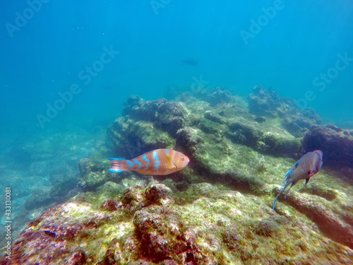 Yellow parrot fish at Punta Espinoza, Galapagos Islands, Fernandina, Ecuador photo