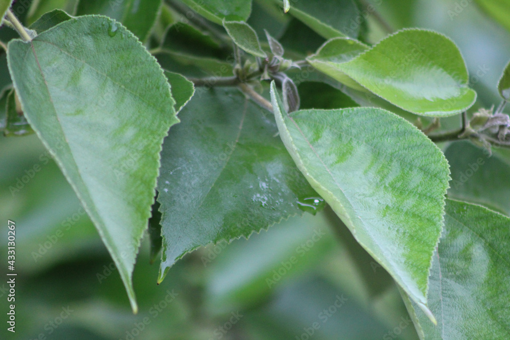 rain drops on leaf