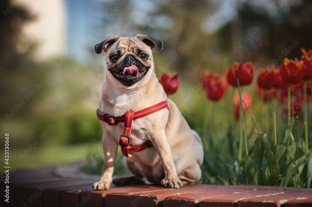 pug in tulips