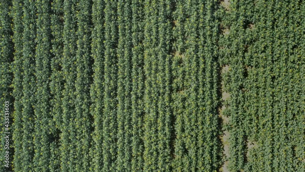 Blossom rape filed from top drone perspective during spring time Blossom rape filed from top drone perspective during spring time