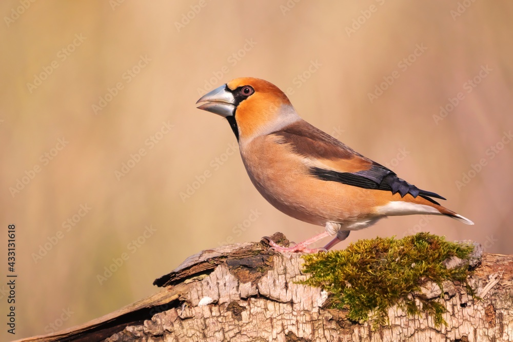 Naklejka premium Kernbeißer an der Futterstelle