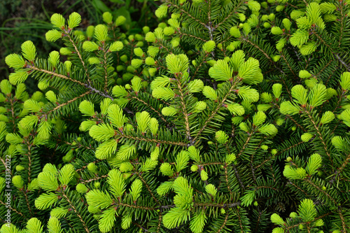 Foto Norway spruce - Picea abies or European spruce with young shoots