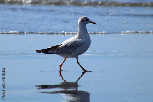 Una gaviota de capucha café, en edad juvenil, camina relajada en la playa causando su propio rejejo en el espejo de arena mojada