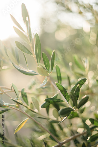 branches of an olive tree in the setting sun. Travel to Italy