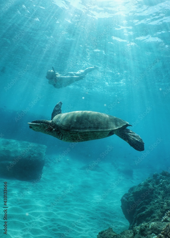 Fototapeta premium Swimming with Wild turtles in Hawaii 