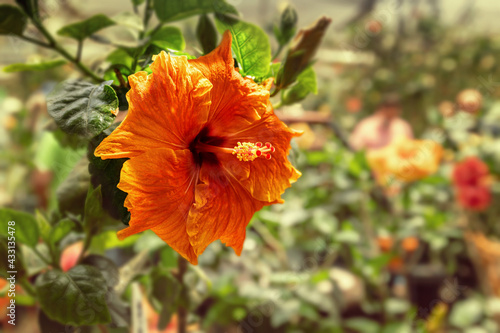 Fototapeta Naklejka Na Ścianę i Meble -  Orange hibiscus flower blossomed on a tree in a greenhouse