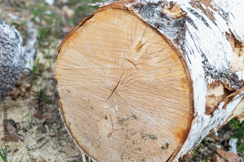 Sawed tree, birch in the forest. Sawed tree, birch in the forest.