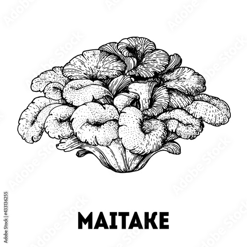 Maitake mushroom hand drawn sketch. Mushroom vector illustration. Organic healthy food. Great for packaging design. Engraved style. Black and white color.