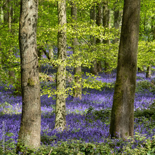 Carpet of bluebells growing in the wild on the forest floor in springtime in Dockey Woods, Buckinghamshire UK. 