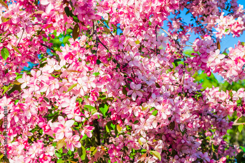 Pink apple blossom in spring time for postcard or banner. Nature background. Soft focus. Beautiful floral spring abstract background of nature