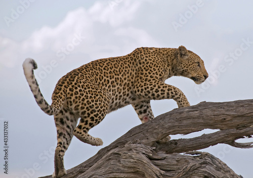 Young leopard on a tree in Chobe N.P.  Moremi Game Reserve  Botswana