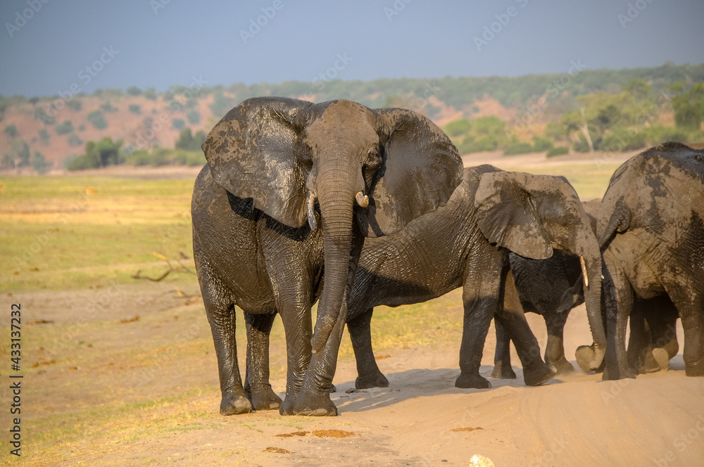 Obraz premium Group of elephants on the banks of the Chobe River