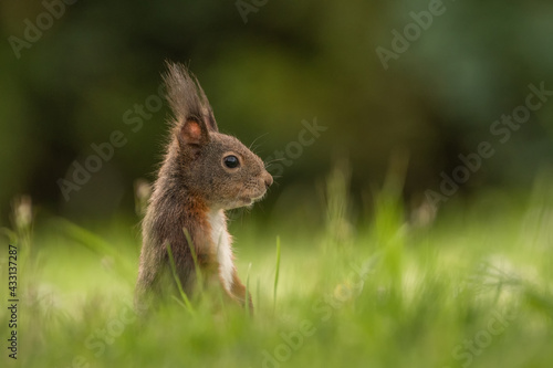 rotes Eichhörnchen im Gras © Andre