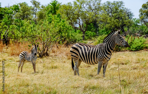 Zebra with puppy in the Savannah of Chobe National Park in Botswana 