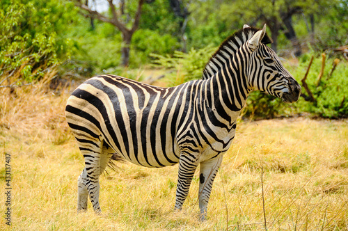 Zebra  in the Savannah of Chobe National Park in Botswana 