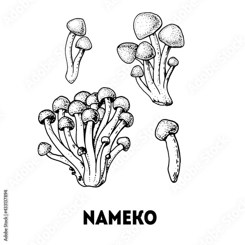 Nameko mushroom hand drawn sketch. Mushroom vector illustration. Organic healthy food. Great for packaging design. Engraved style. Black and white color.