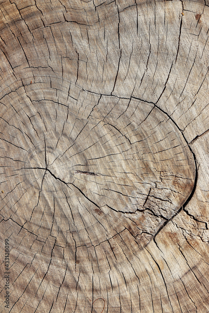 Fototapeta premium wooden tree slice rings timber texture surface backdrop