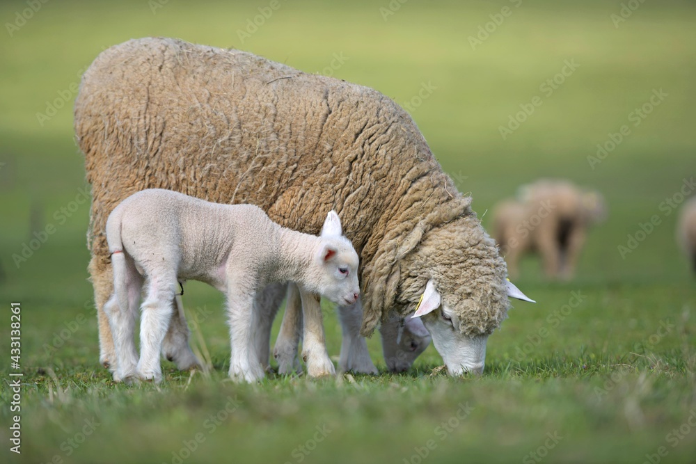 lambs on grass, ile de france sheep lambs on grass, ile de france sheep