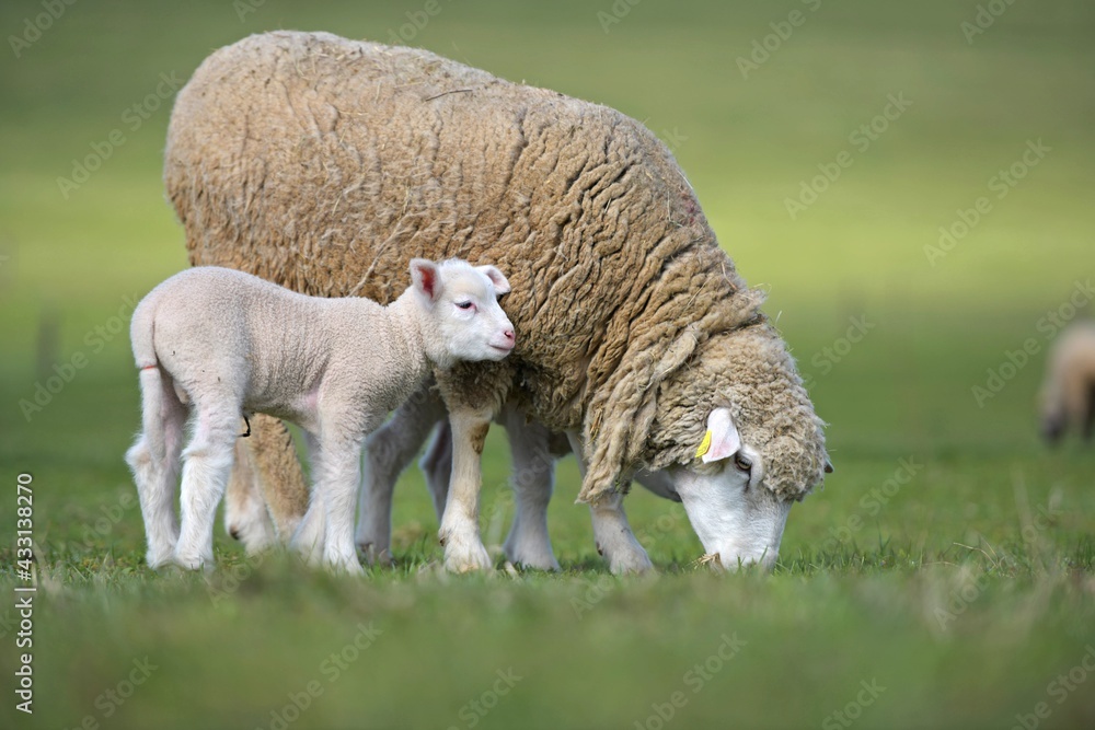 Obraz premium lambs on grass, ile de france sheep
