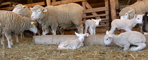 Fotografia lambs on grass, ile de france sheep