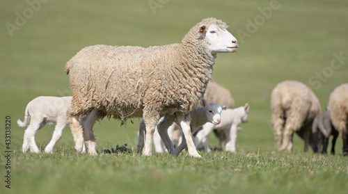 lambs on grass  ile de france sheep