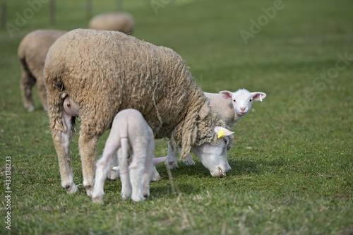 lambs on grass, ile de france sheep