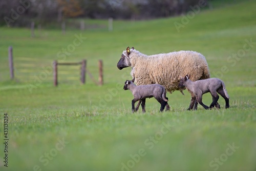 une race de mouton clun forest