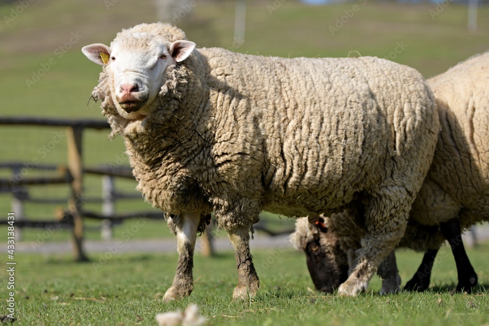 Obraz premium lambs on grass, ile de france sheep
