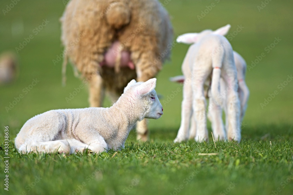 Fototapeta premium lambs on grass, ile de france sheep