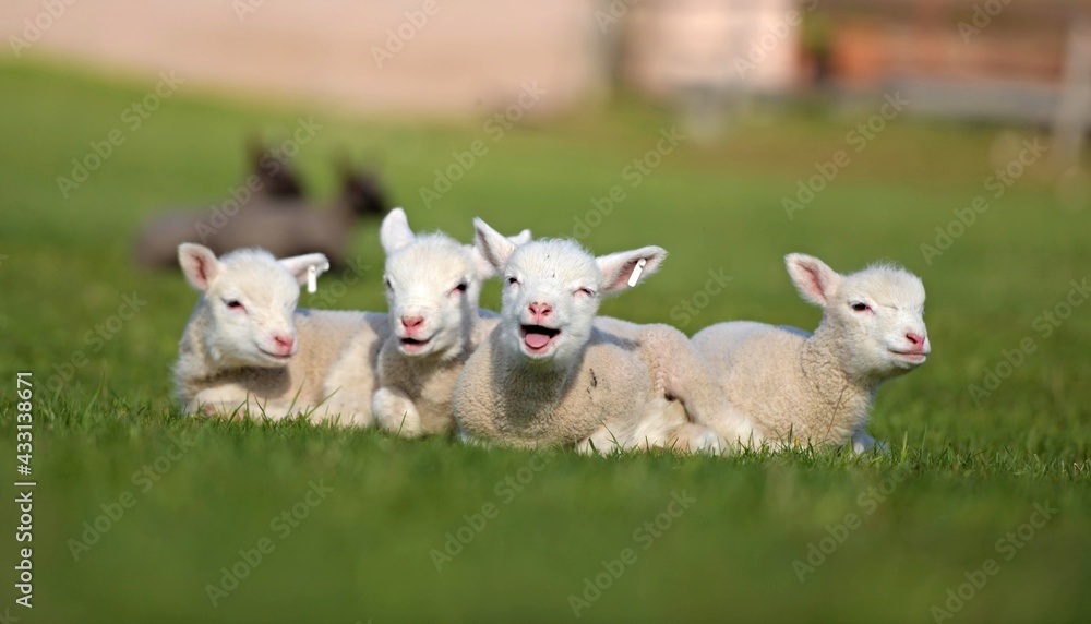 lambs on grass, ile de france sheep lambs on grass, ile de france sheep