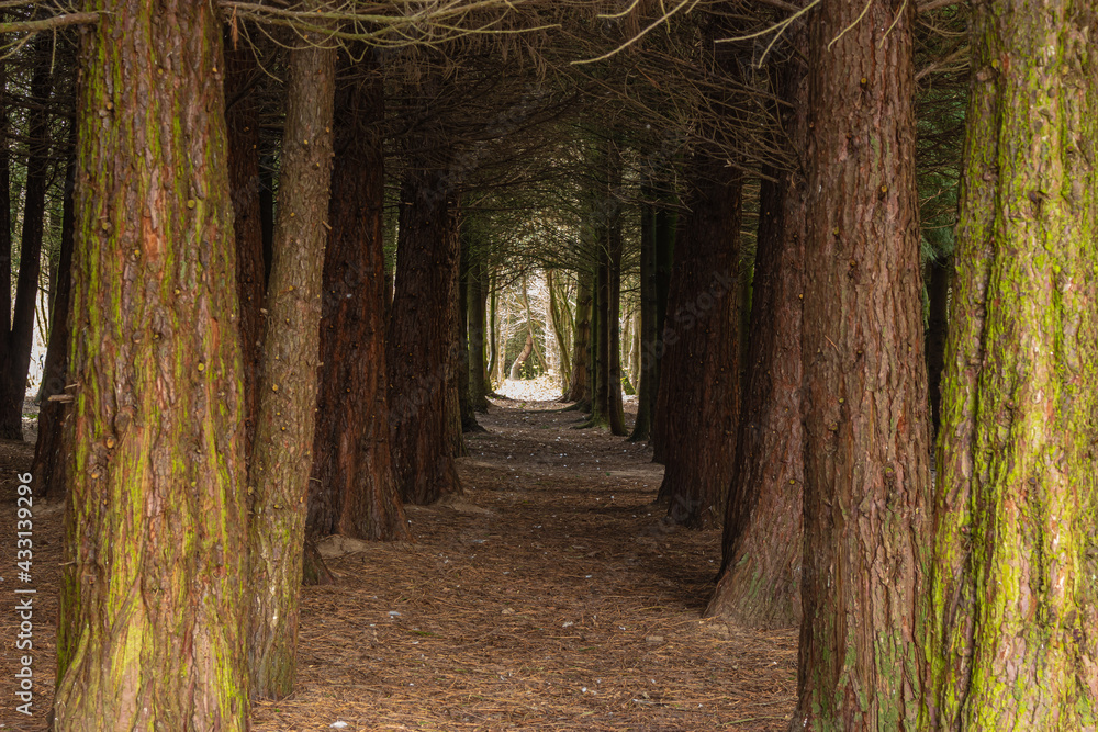 path in a forest path in a forest