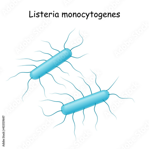Listeria monocytogenes. Listeriosis