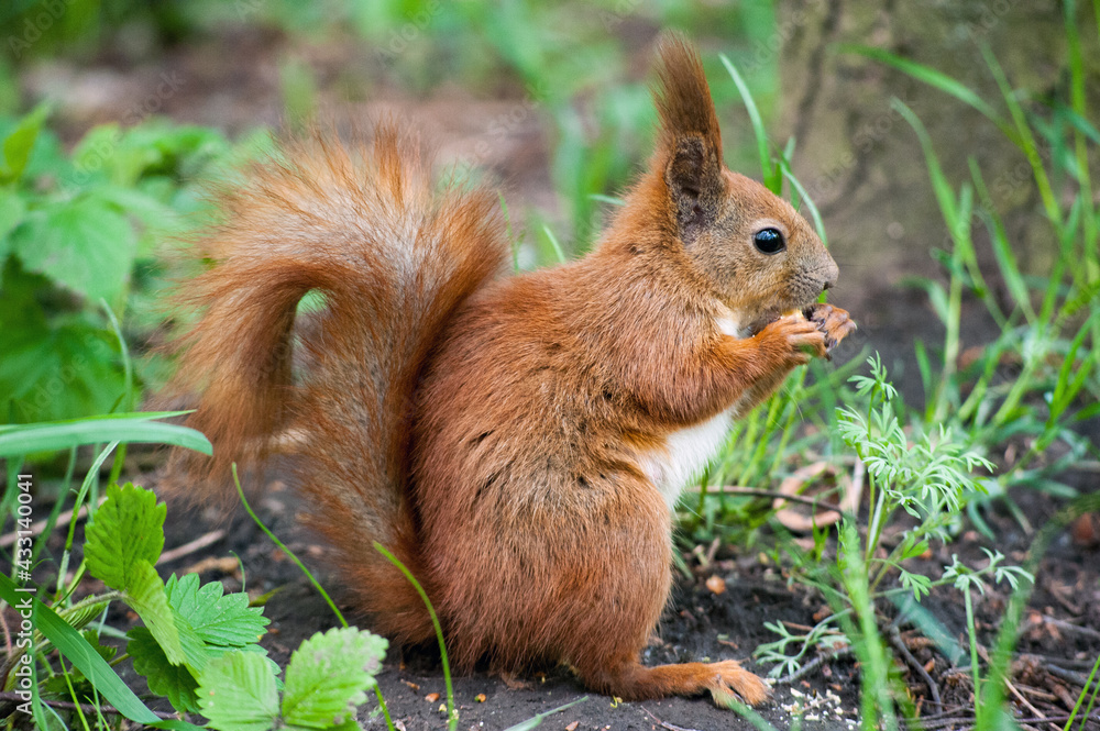 young squirrel with a fluffy tail sits in the grass and eats a nut