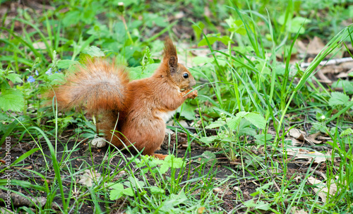 beautiful young squirrel sits in the grass and eats a nut