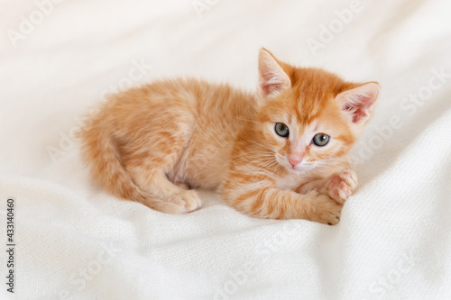 cute ginger kitten cat lying on the bed looking at the camera at home . High quality photo