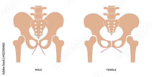 Human pelvis joints