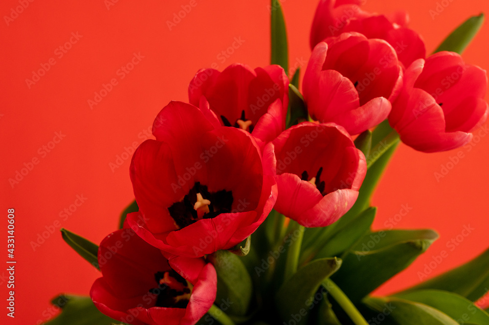 Bouquet of red tulips over red background with copy space Bouquet of red tulips over red background with copy space