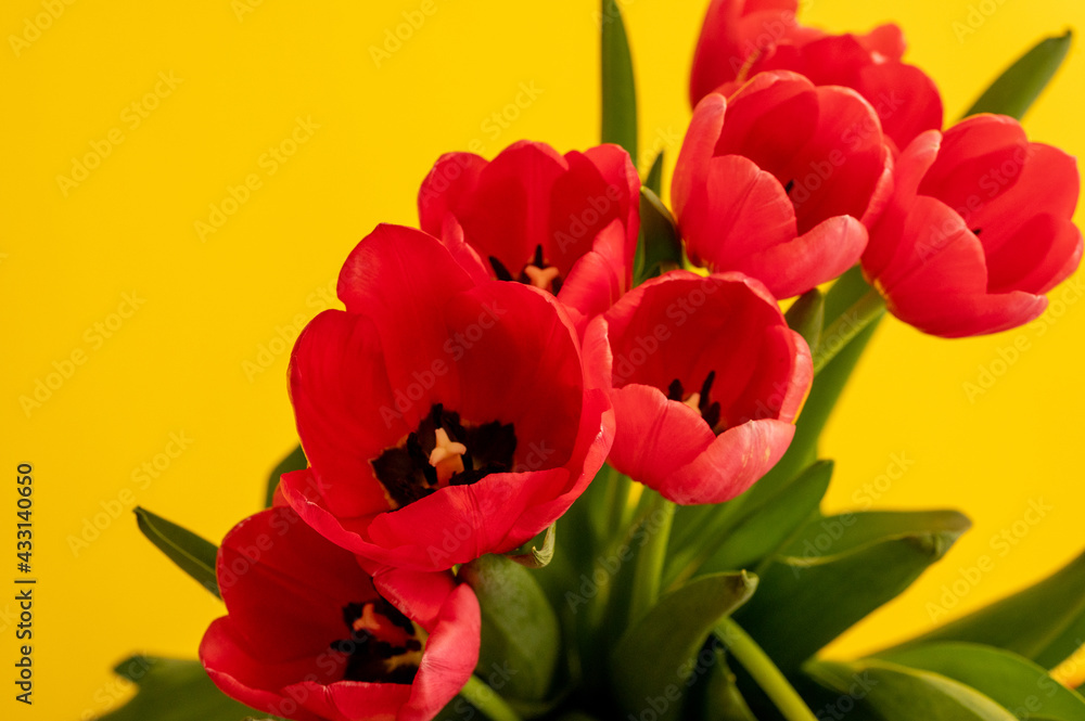 Bouquet of red tulips over yellow background with copy space Bouquet of red tulips over yellow background with copy space