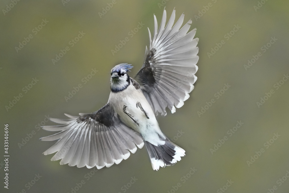 Blue Jays flying against forested background with a bit of green peeking through, approaching the bird feeder and chasing off all the smaller birds Blue Jays flying against forested background with a bit of green peeking through, approaching the bird feeder and chasing off all the smaller birds