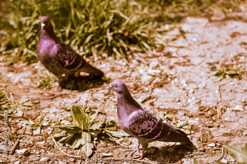 Pair of pigeons standing outside in the sunlight with grass on the ground around them photo