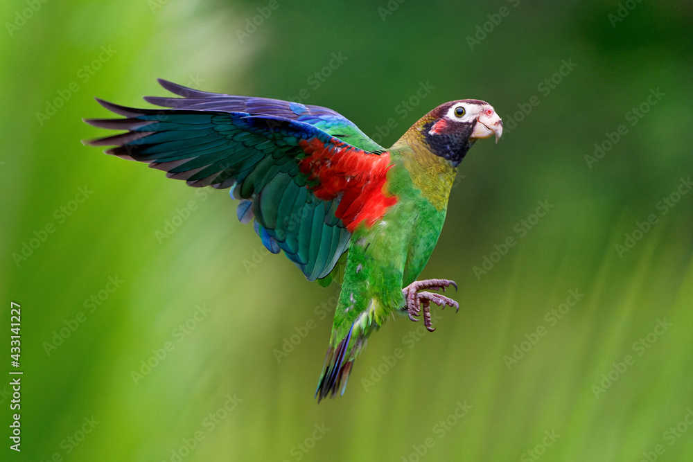 Obraz premium Brown-hooded Parrot - Pyrilia haematotis small flying bird in the heavy tropical rain which is a resident breeding species from southeastern Mexico to north-western Colombia. Green background