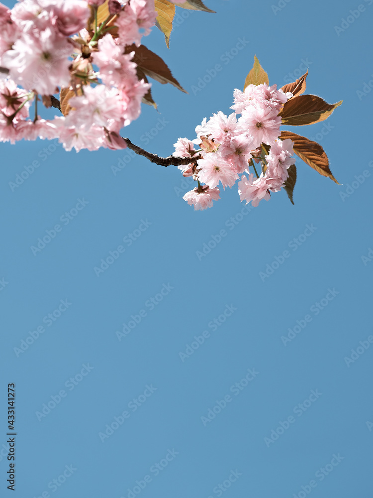 Pink sakura, cherry blossom twigs with flowers on bright day with blue sky. Natural background with text space, copy-space, place for text. Pink sakura, cherry blossom twigs with flowers on bright day with blue sky. Natural background with text space, copy-space, place for text.