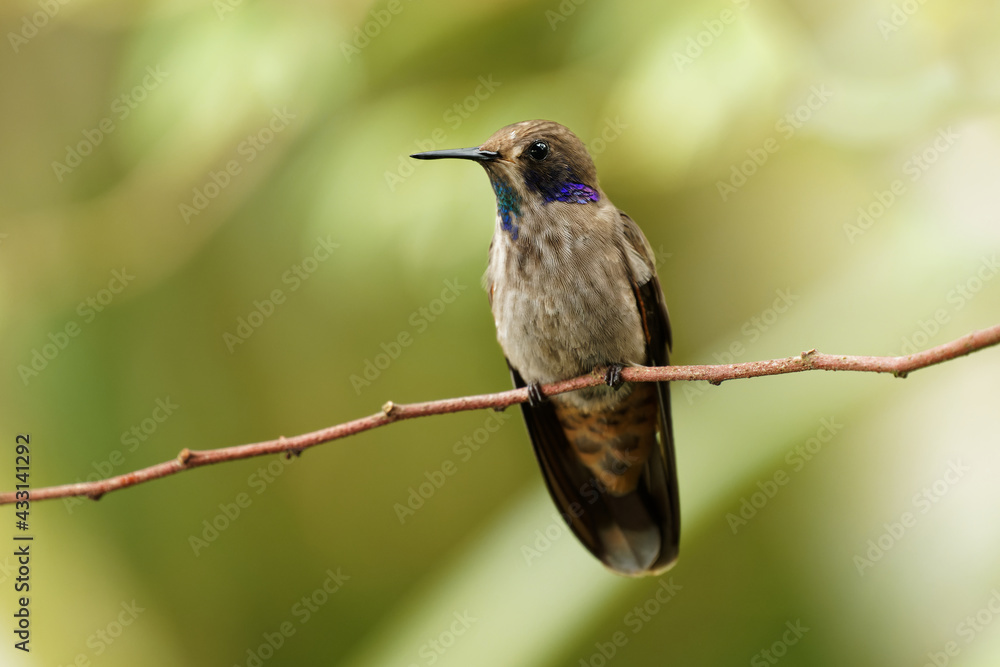 Fototapeta premium Brown Violet-ear - Colibri delphinae large hummingbird, bird breeds at middle elevations in the mountains in Central America, western and northern South America, Trinidad and in Brazilian state Bahia