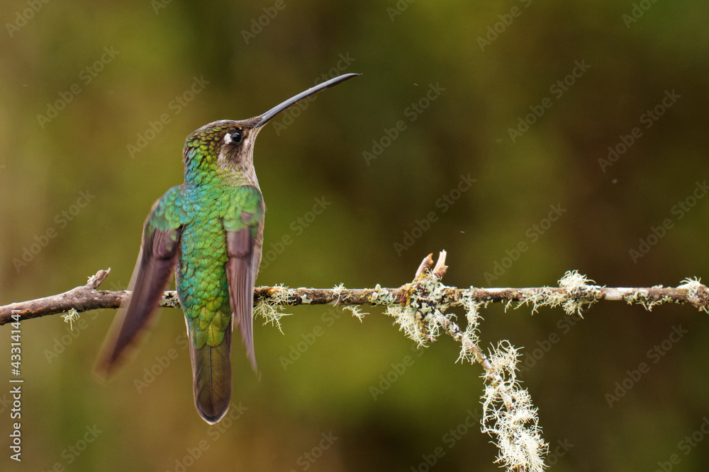 Fototapeta premium Talamanca (Admirable) Hummingbird - Eugenes spectabilis is large hummingbird living in Costa Rica and Panama. Beautiful green and blue colour bird, sitting and flying