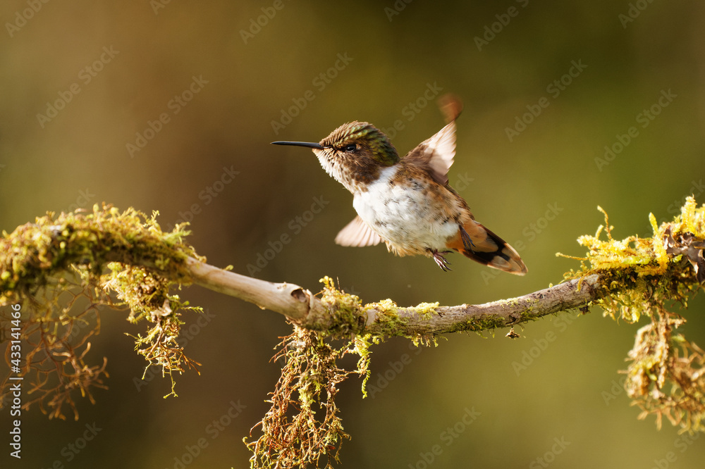 Fototapeta premium Volcano Hummingbird - Selasphorus flammula very small hummingbird which breeds only in the mountains of Costa Rica and Chiriqui, Panama. Flying bird, bird in flight