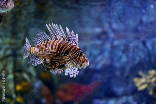 Poisonous marine fish Pterois  commonly known as lionfish  native to the Indo-Pacific Ocean. Also called zebrafish  firefish  turkeyfish  savory fish  or butterfly cod