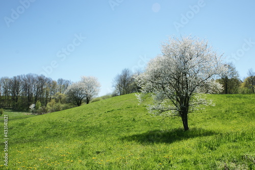 Wiosenne drzewa. Polska - Mazury - Warmia.